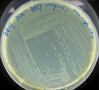 Engineering a Useful Sulfur-Eating Bacterium
