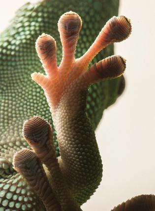 underside of a gecko’s foot